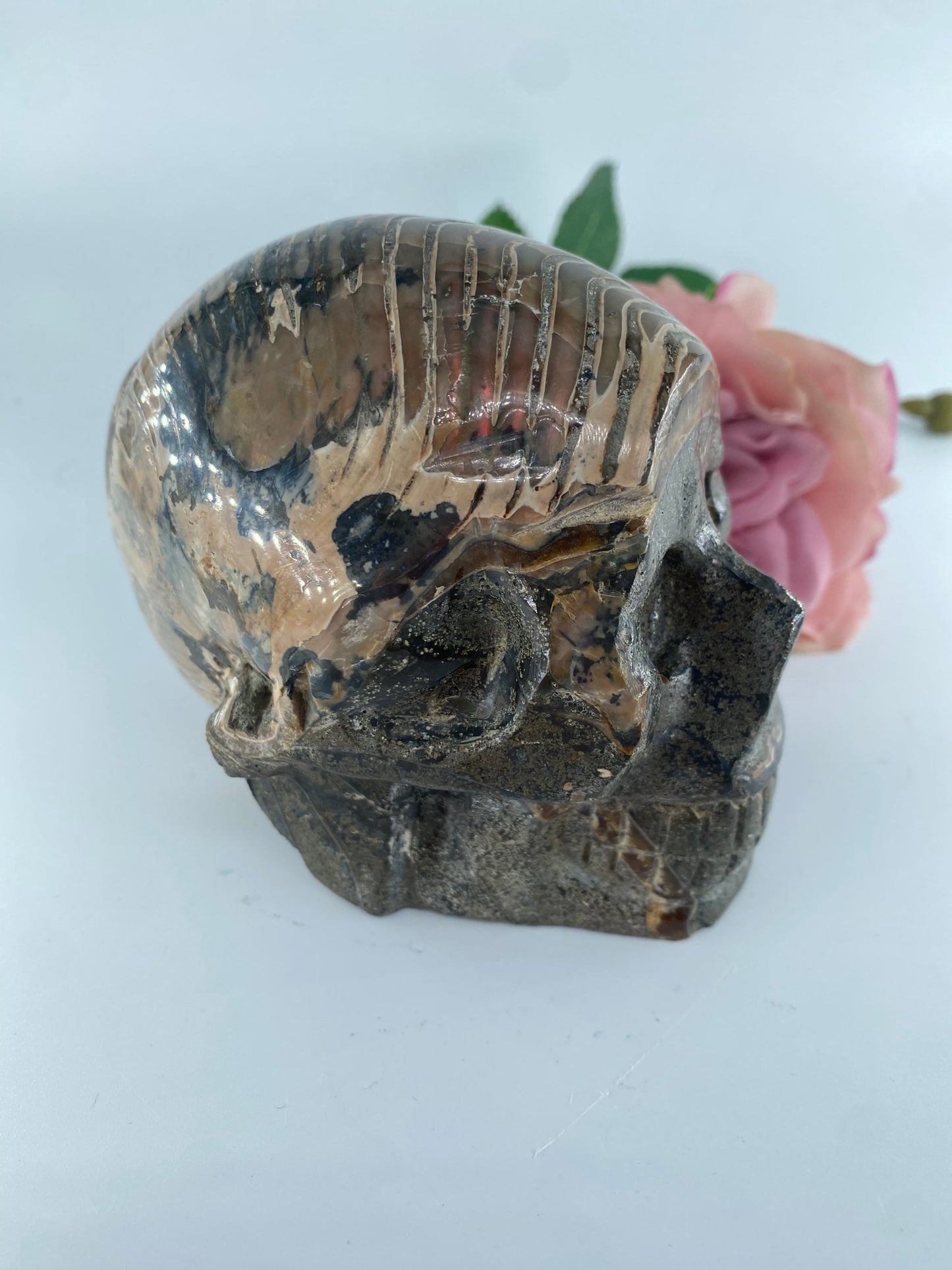 Polished Ammonite Opalised Nautilus Fossil Skull Carving 853g - Positive Faith Hope Love